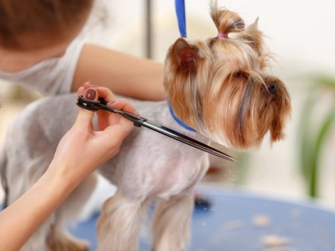 Curso de Peluqueria Canina Profesional